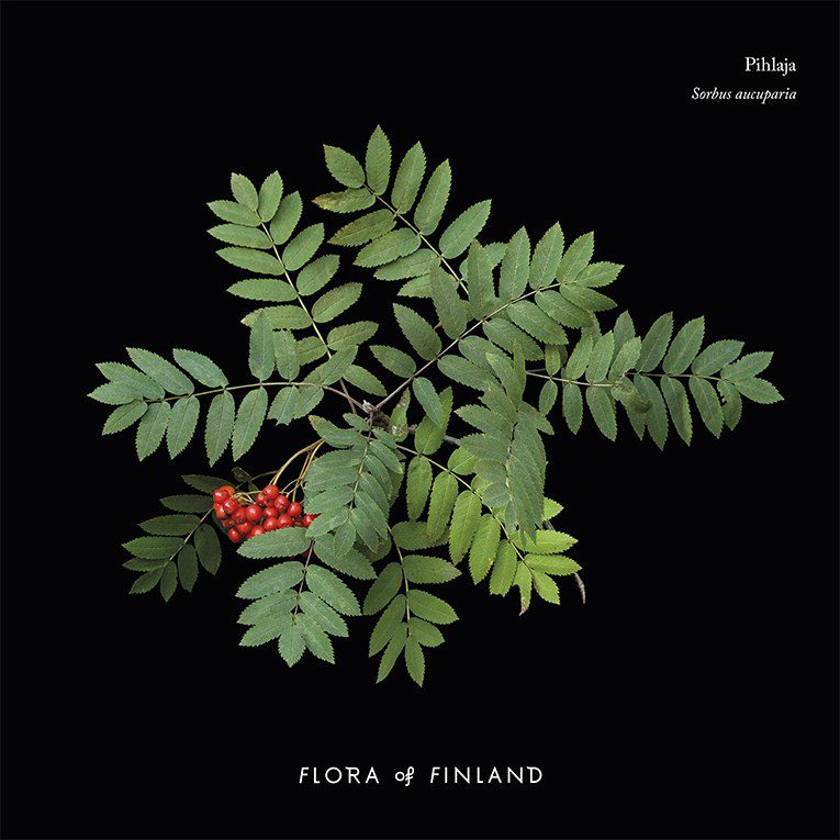 Flora of Finland